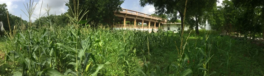 2017 corn plantation behind office